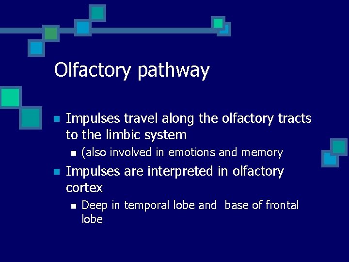 Olfactory pathway n Impulses travel along the olfactory tracts to the limbic system n