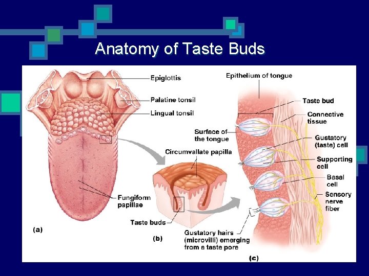 Anatomy of Taste Buds 