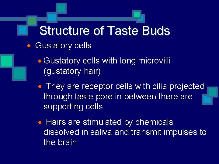 Structure of Taste Buds · Gustatory cells with long microvilli (gustatory hair) · They