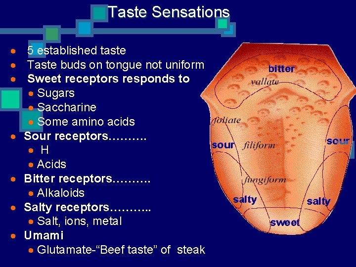 Taste Sensations · 5 established taste · Taste buds on tongue not uniform ·