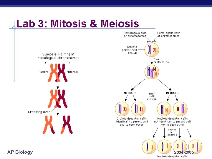 Lab 3: Mitosis & Meiosis AP Biology 2004 -2005 