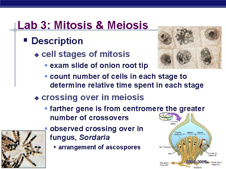 Lab 3: Mitosis & Meiosis § Description u cell stages of mitosis § exam