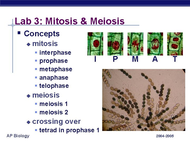 Lab 3: Mitosis & Meiosis § Concepts u mitosis § § § u interphase