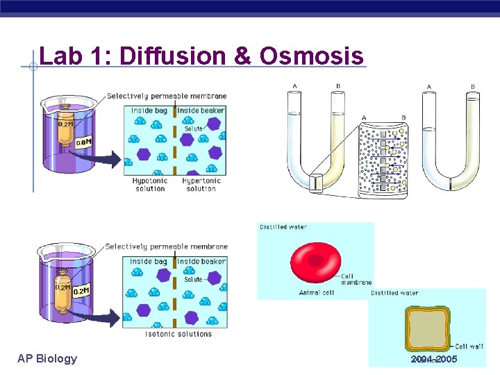 Lab 1: Diffusion & Osmosis AP Biology 2004 -2005 