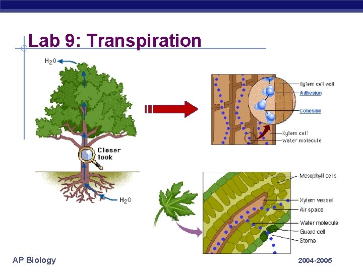 Lab 9: Transpiration AP Biology 2004 -2005 