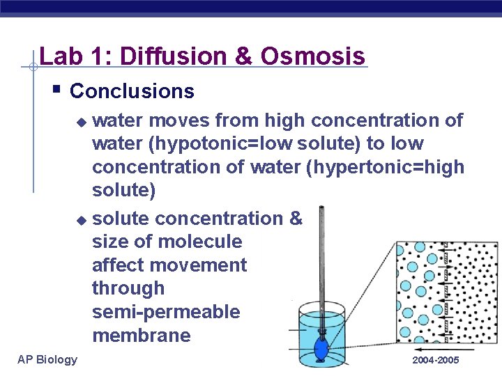 Lab 1: Diffusion & Osmosis § Conclusions water moves from high concentration of water