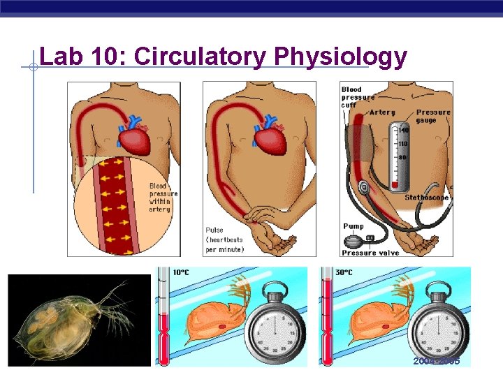 Lab 10: Circulatory Physiology AP Biology 2004 -2005 