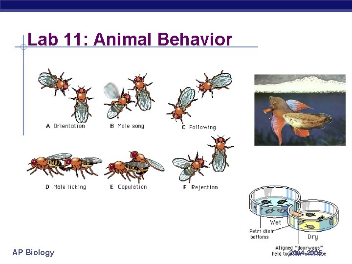 Lab 11: Animal Behavior AP Biology 2004 -2005 
