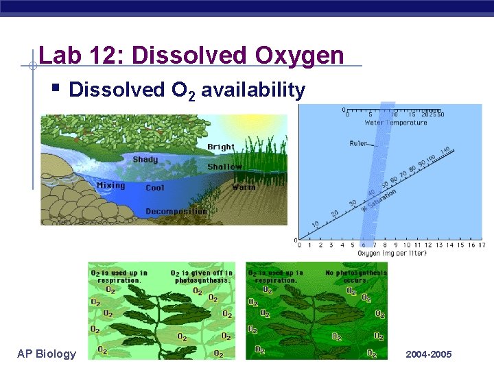 Lab 12: Dissolved Oxygen § Dissolved O 2 availability AP Biology 2004 -2005 