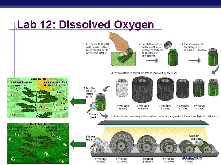 Lab 12: Dissolved Oxygen AP Biology 2004 -2005 