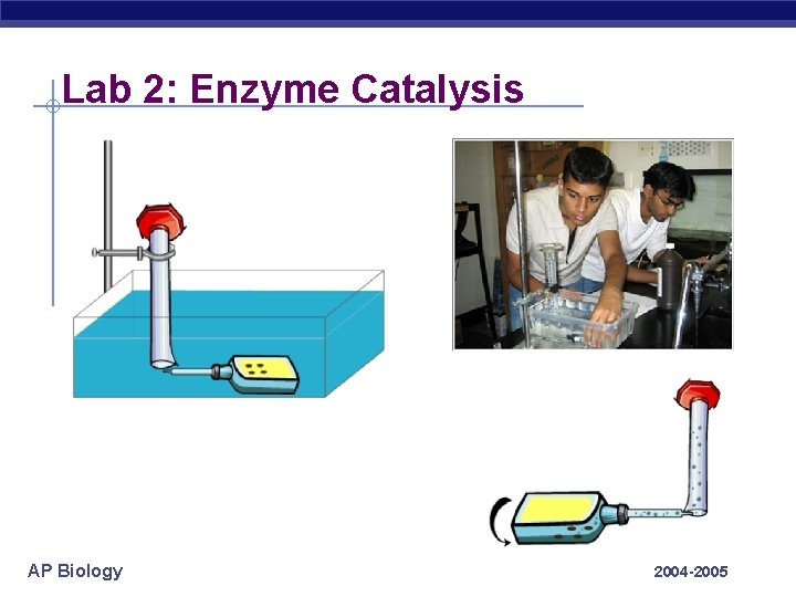 Lab 2: Enzyme Catalysis AP Biology 2004 -2005 