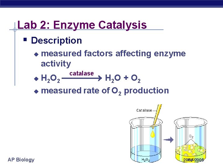 Lab 2: Enzyme Catalysis § Description u measured factors affecting enzyme activity catalase H