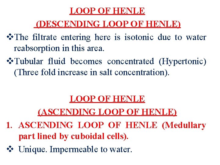 LOOP OF HENLE (DESCENDING LOOP OF HENLE) v. The filtrate entering here is isotonic