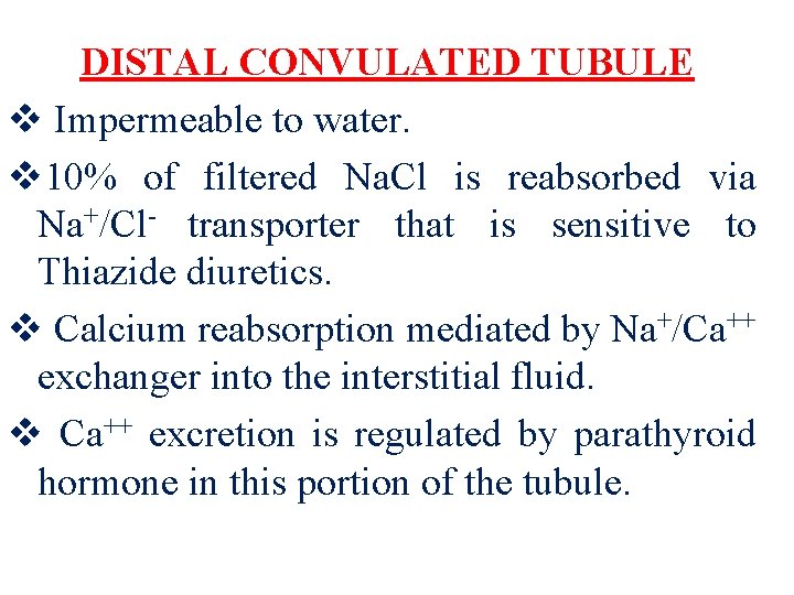 DISTAL CONVULATED TUBULE v Impermeable to water. v 10% of filtered Na. Cl is
