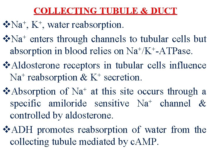 COLLECTING TUBULE & DUCT v. Na+, K+, water reabsorption. v. Na+ enters through channels