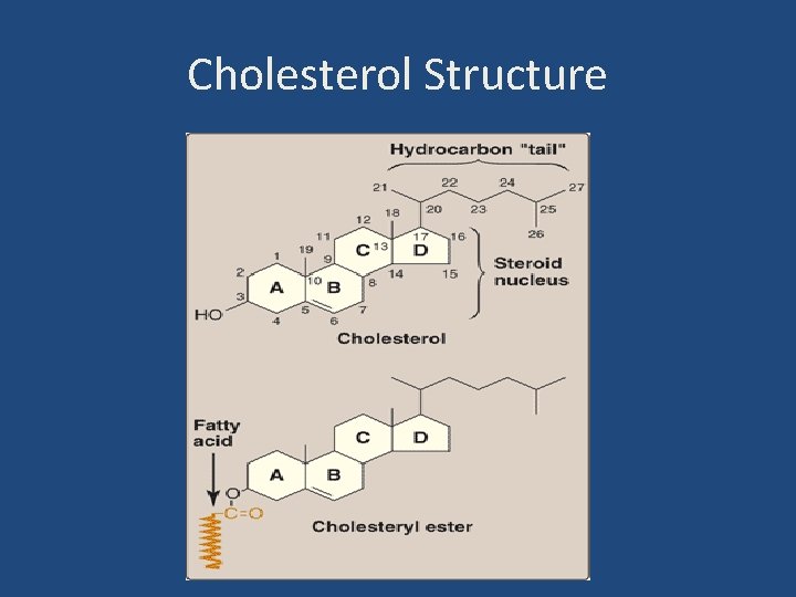 Cholesterol Structure 
