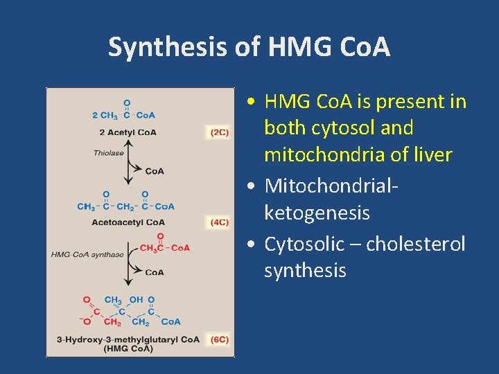 Synthesis of HMG Co. A • HMG Co. A is present in both cytosol
