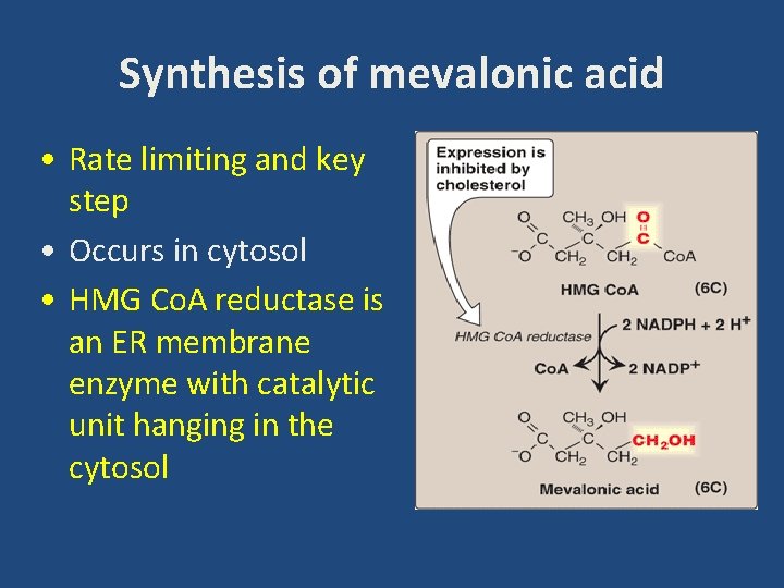 Synthesis of mevalonic acid • Rate limiting and key step • Occurs in cytosol