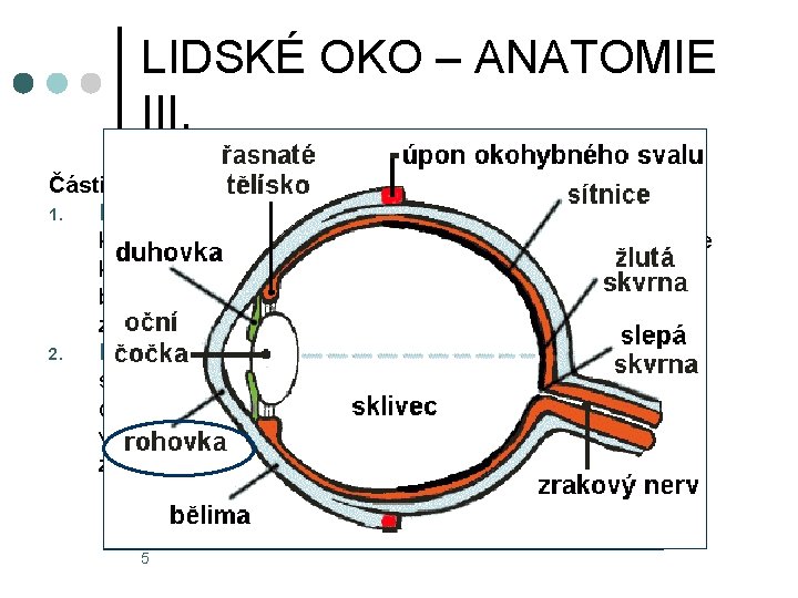 LIDSKÉ OKO – ANATOMIE III. Části oční koule: 1. Bělima (sclera) je vazivová blána