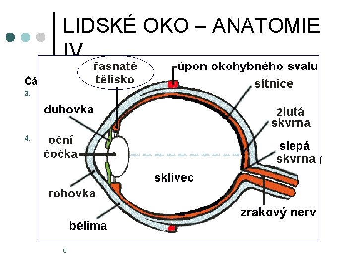 LIDSKÉ OKO – ANATOMIE IV. Části oční koule: 3. 4. Živnatka (uvea) - obsahuje
