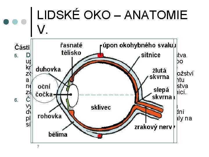 LIDSKÉ OKO – ANATOMIE V. Části oční koule: 5. Duhovka (iris) je kruhový terčík