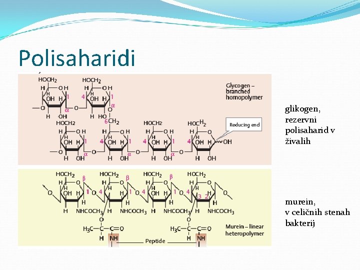 Polisaharidi glikogen, rezervni polisaharid v živalih murein, v celičnih stenah bakterij 