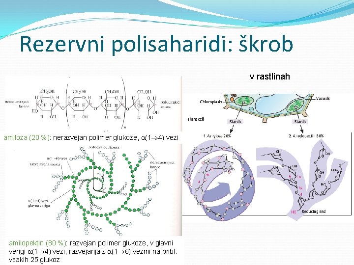 Rezervni polisaharidi: škrob v rastlinah amiloza (20 %): nerazvejan polimer glukoze, (1 4) vezi