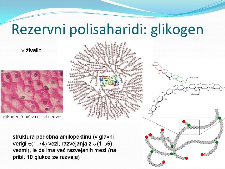 Rezervni polisaharidi: glikogen v živalih glikogen (rjav) v celicah ledvic struktura podobna amilopektinu (v