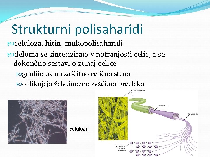 Strukturni polisaharidi celuloza, hitin, mukopolisaharidi deloma se sintetizirajo v notranjosti celic, a se dokončno