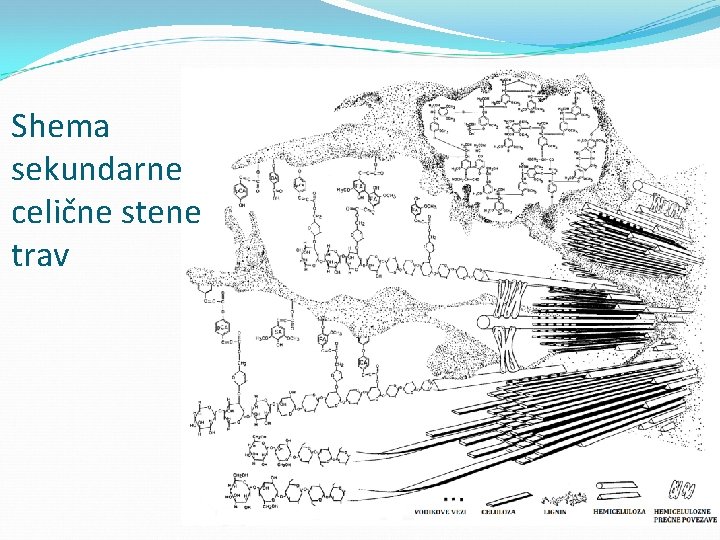 Shema sekundarne celične stene trav 