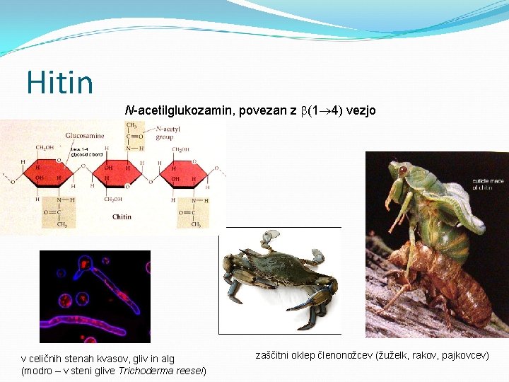 Hitin N-acetilglukozamin, povezan z (1 4) vezjo v celičnih stenah kvasov, gliv in alg