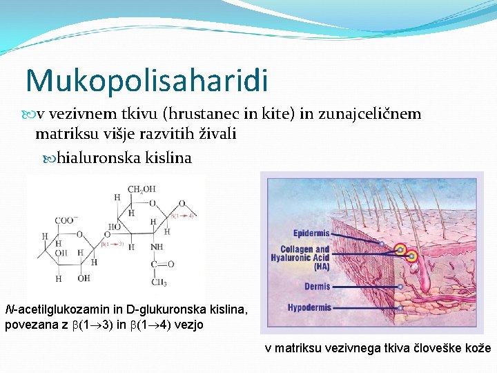 Mukopolisaharidi v vezivnem tkivu (hrustanec in kite) in zunajceličnem matriksu višje razvitih živali hialuronska