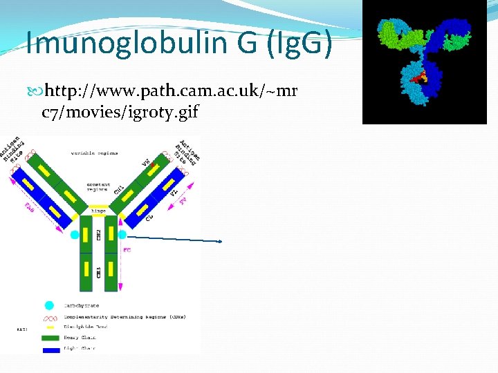 Imunoglobulin G (Ig. G) http: //www. path. cam. ac. uk/~mr c 7/movies/igroty. gif 