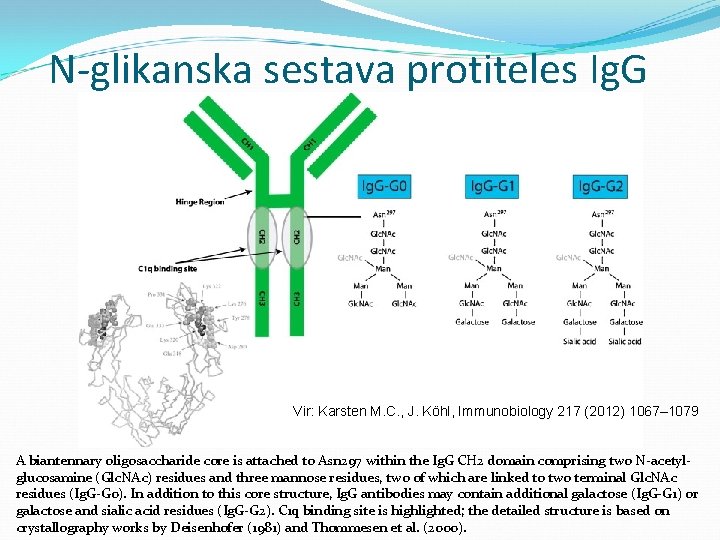 N-glikanska sestava protiteles Ig. G Vir: Karsten M. C. , J. Kӧhl, Immunobiology 217