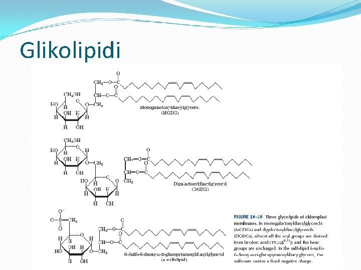 Glikolipidi 