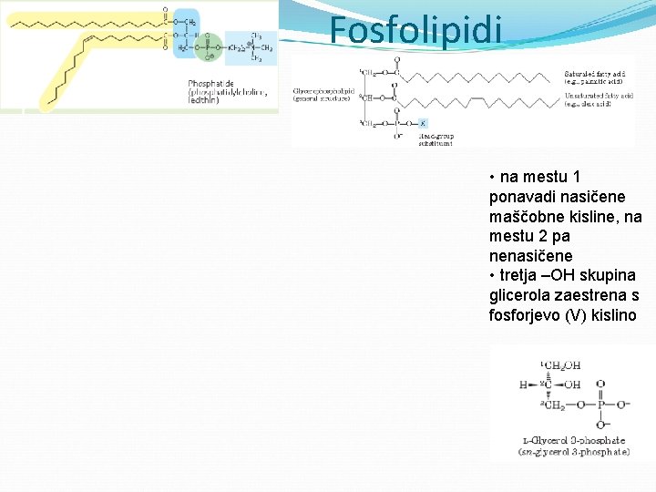 Fosfolipidi • na mestu 1 ponavadi nasičene maščobne kisline, na mestu 2 pa nenasičene