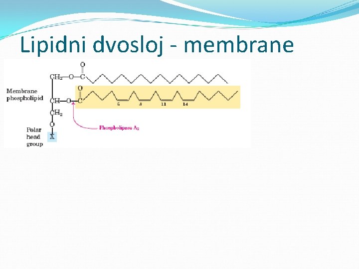 Lipidni dvosloj - membrane 