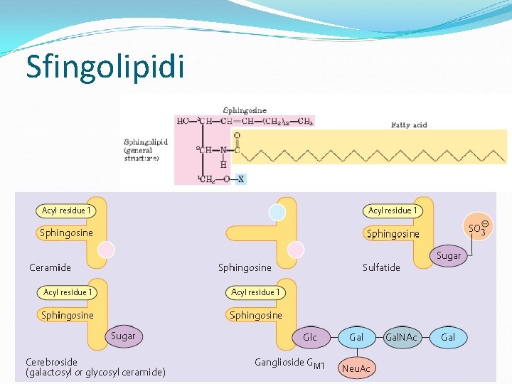 Sfingolipidi 