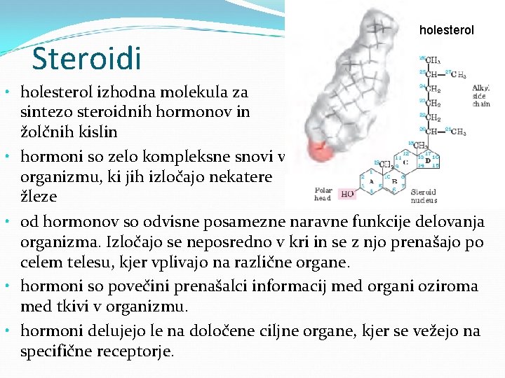 Steroidi holesterol • holesterol izhodna molekula za sintezo steroidnih hormonov in žolčnih kislin •