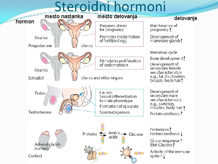 Steroidni hormon mesto nastanka mesto delovanja delovanje 