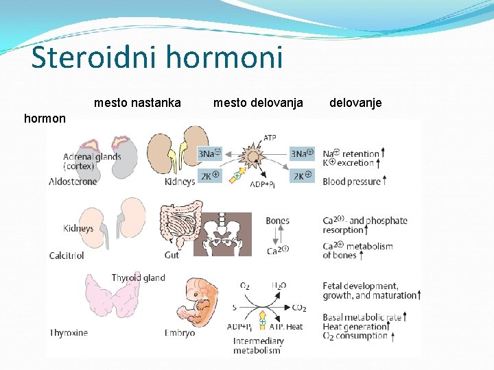 Steroidni hormoni mesto nastanka hormon mesto delovanja delovanje 