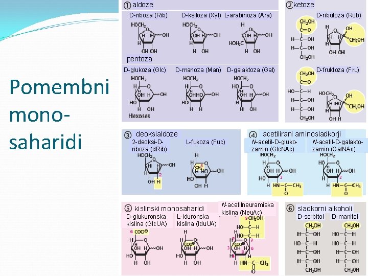 aldoze ketoze D-riboza (Rib) D-ksiloza (Xyl) L-arabinoza (Ara) D-ribuloza (Rub) D-manoza (Man) D-galaktoza (Gal)