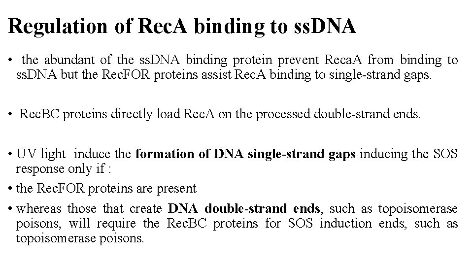 Regulation of Rec. A binding to ss. DNA • the abundant of the ss.