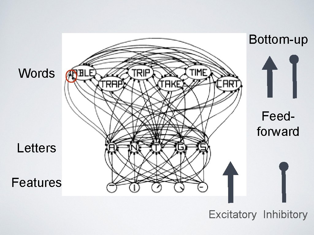 Bottom-up Words Feedforward Letters Features Excitatory Inhibitory 