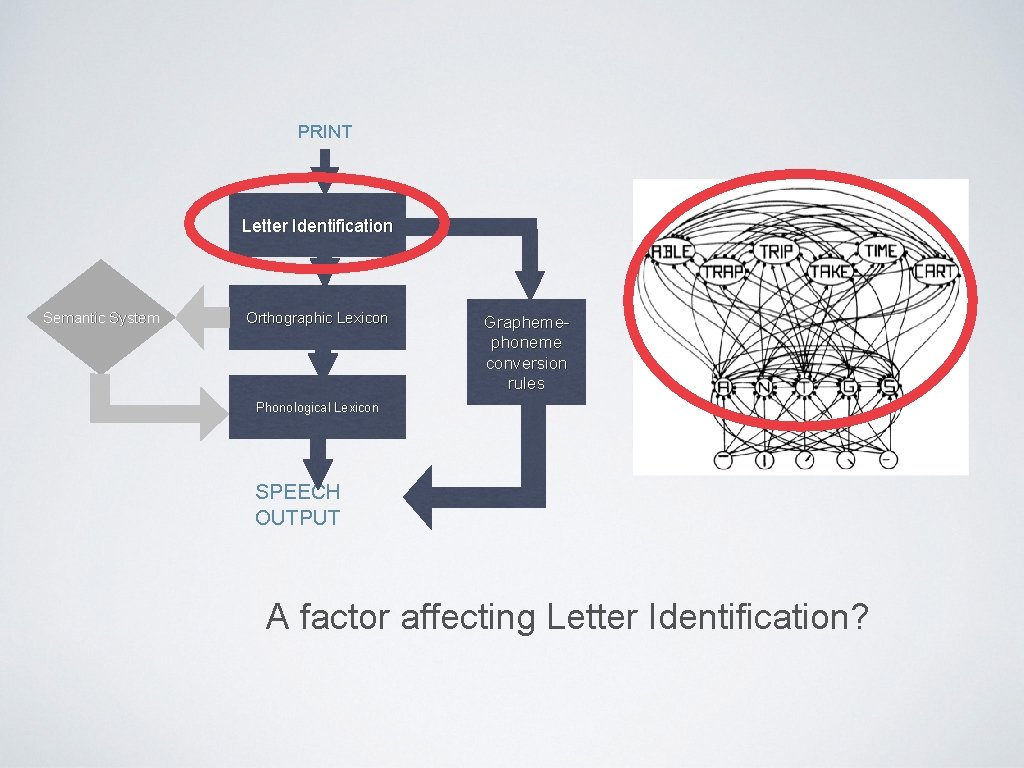 PRINT Letter Identification Semantic System Orthographic Lexicon Graphemephoneme conversion rules Phonological Lexicon SPEECH OUTPUT