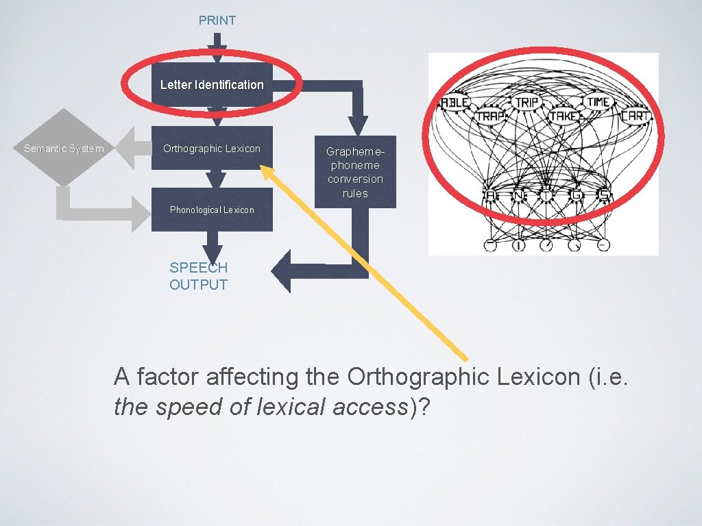 PRINT Letter Identification Semantic System Orthographic Lexicon Graphemephoneme conversion rules Phonological Lexicon SPEECH OUTPUT