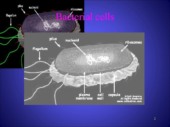 Bacterial cells 2 