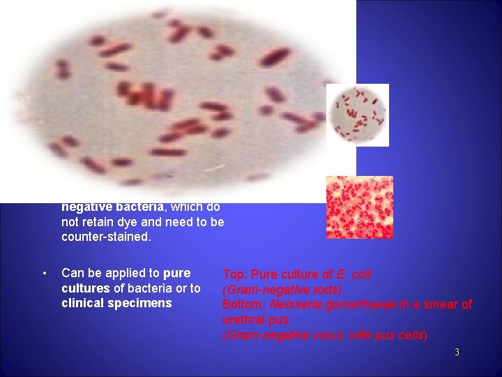 GRAM STAIN • Developed in 1884 by the Danish physician Hans Christian Gram •