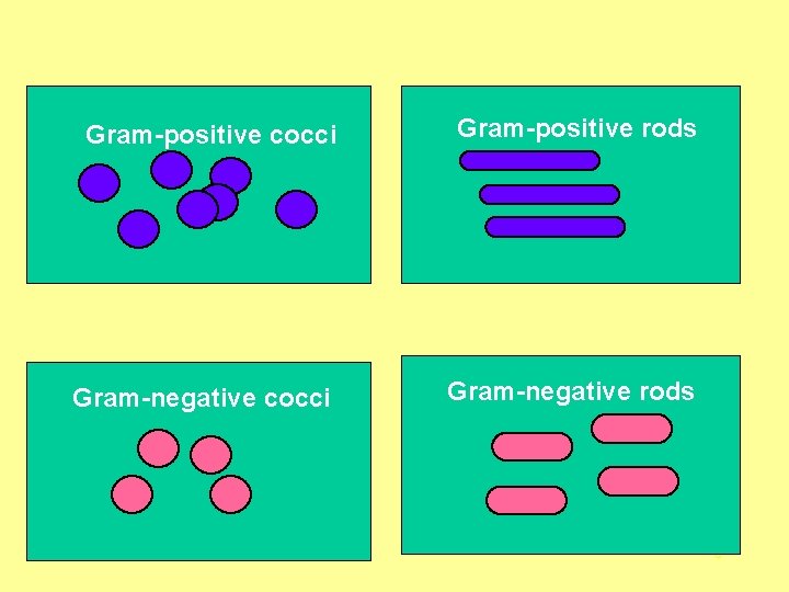 Gram-positive cocci Gram-positive rods Gram-negative cocci Gram-negative rods 8 