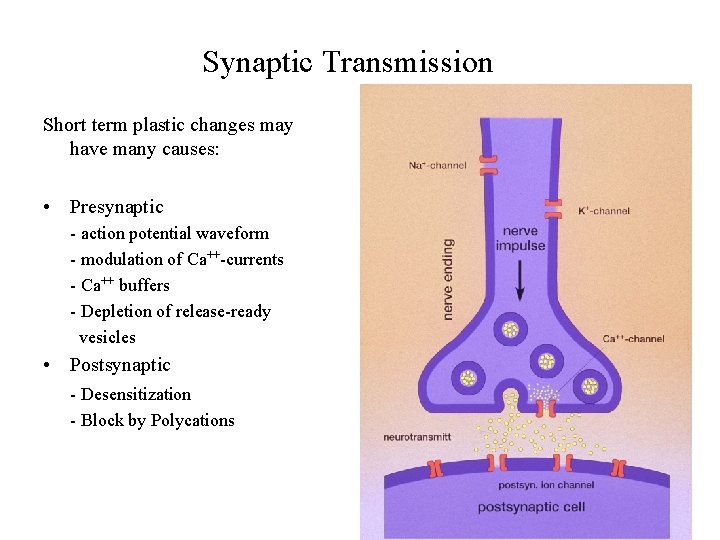 Synaptic Transmission Short term plastic changes may have many causes: • Presynaptic - action